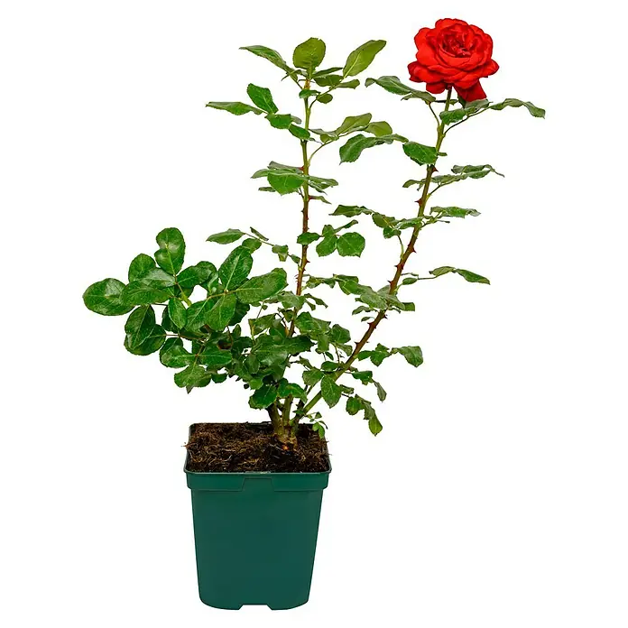 Edelrose - Rosa 'Marlene', Rot - Nahaufnahme einer Topfrose mit leuchtend roten Blüten und grünen Blättern vor einem neutralen schwarzen Hintergrund, ideal als Zimmerpflanze.