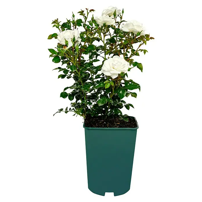 Edelrose - Rosa 'Limona' ® ADR, Gelb - Eine elegante weiße Rose im Topf, die mit ihren zarten Blüten und dem frischen Grün jeden Raum aufwertet. Ideal für Liebhaber von Blumenschönheit.