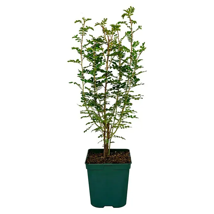 Strauchrose - Rosa nitida, Topfvolumen: 4,5 l - Ein kompakter Zierstrauch in einem grünen Topf, ideal für kleine Gärten oder als dekoratives Element im Innenbereich.