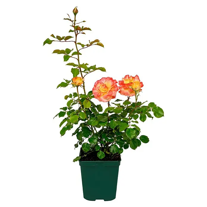 Edelrose - Rosa 'Flaming Star' ®, Gelb/Rosa-rot - Eine Topfrose mit prächtigen, zweifarbigen Blüten in Gelb und Rosa, die ihre Schönheit in voller Pracht zeigt.