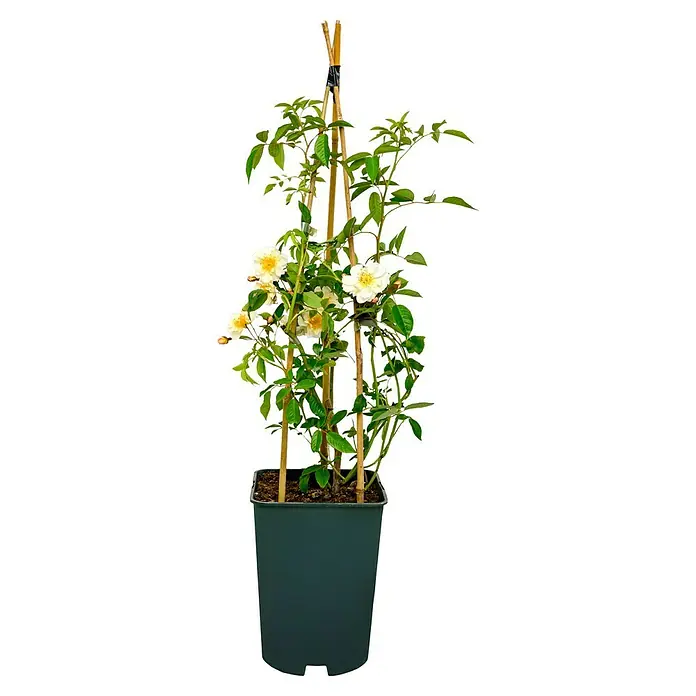 Kletterrose - Rosa 'Lykkefund', Rahmgelb - Rosenstrauch im Topf mit weißen Blüten und Stützstruktur aus Bambusstäben.