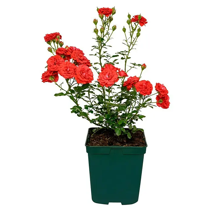 Minirose - Rosa 'Zwergenfee 09' -R-, Orangerot - Eine Topfpflanze mit roten Rosenblüten, die in einem grünen Kunststofftopf angeordnet sind. Die Rose hat viele Blüten und Knospen.