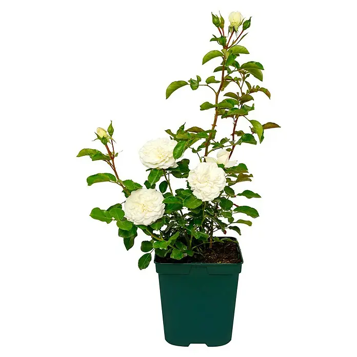 Bodendeckerrose - Rosa 'White Meidiland' -R-, Topfvolumen: 4,5 l, Reinweiß - Eine weiße Rose in einem grünen Topf. Die Rose hat viele Blüten und grüne Blätter. Sie ist auf einem schwarzen Hintergrund abgebildet.