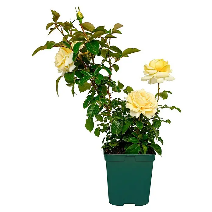 Edelrose - Rosa 'Winter Sun' ®, Gelb - Gelbe Rose in einem grünen Topf mit vielen Blättern, eine wunderschöne Zimmerpflanze.