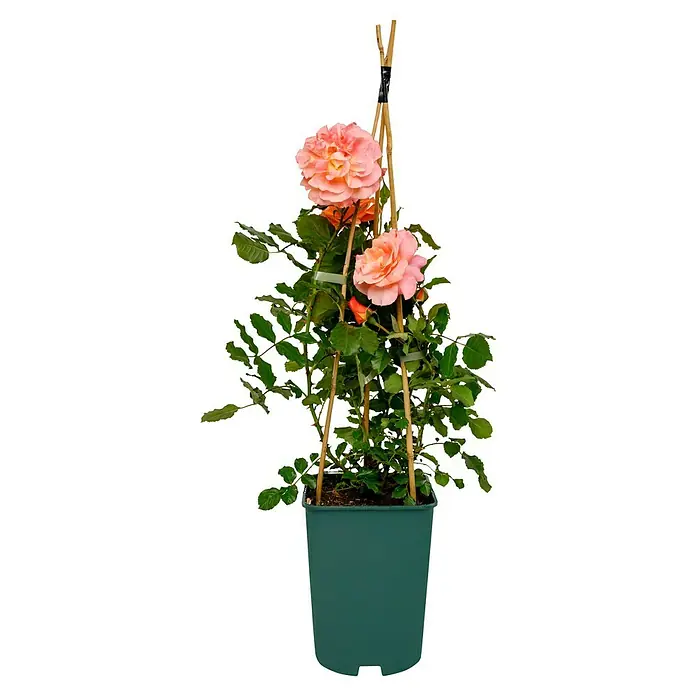 Strauchrose - Rosa 'Westerland' -R-, Topfvolumen: 5,5 l, Kupferorange - Eine Topfpflanze mit einer blass-pfirsichfarbenen Rose, die an einem Bambusstab befestigt ist, auf einem schwarzen Hintergrund.