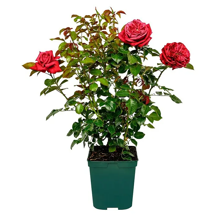 Edelrose - Rosa Ruby Kiss®, Rot - Diese Aufnahme zeigt eine Topfrose mit roten Rosenblüten und grünen Blättern, die eine schöne Dekoration für jeden Garten oder Balkon darstellt.