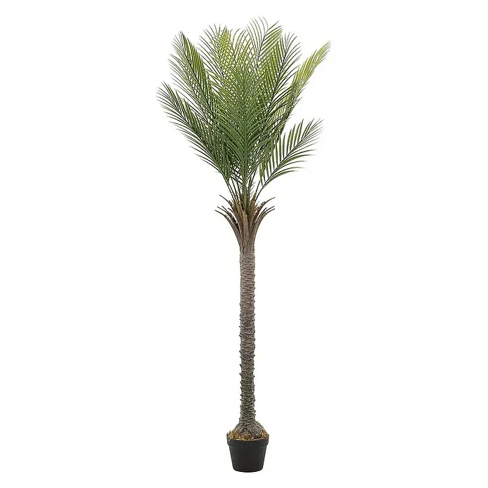 kentia palme kaufen obi Kentia Palme (Howea fosteriana)