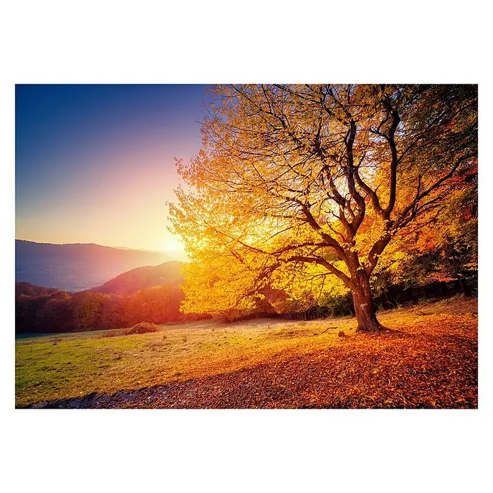 Vlies Fototapete Tapete Poster F19444 Wald Natur Baum Sonnenstrahlen Grün Früh E