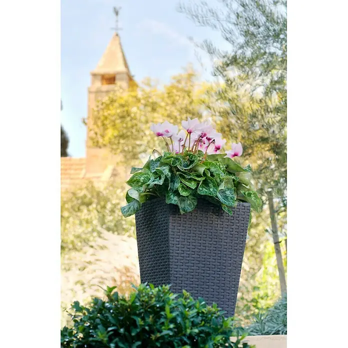 Keter Macetero para plantas Samui - Dimensiones externas (L x An x Al): 38 x 38 x 57 cm, Plástico, Marrón - Primer plano de una jardinera cuadrada de ratán oscuro con una planta de ciclamen con flores rosas, que añade un toque elegante y natural.
