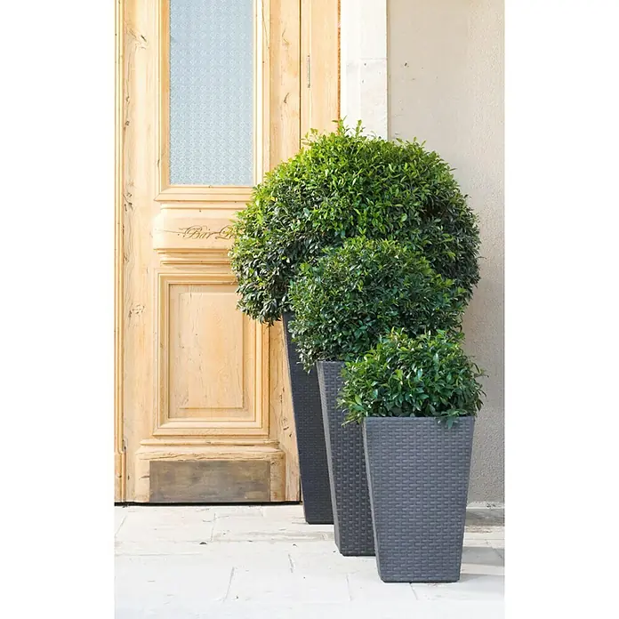 Keter Macetero para plantas Samui - Dimensiones externas (L x An x Al): 38 x 38 x 57 cm, Plástico, Marrón - Jardineras decorativas de ratán gris con exuberantes bojes redondos, que añaden un toque elegante a la zona de entrada frente a una puerta de madera.