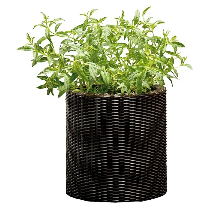 Keter Maceta para planta Samui - Dimensiones externas (Ø x Al): 28 x 28 cm, Plástico, Marrón - Planta en maceta con hojas verdes en una jardinera cilíndrica marrón tejida.