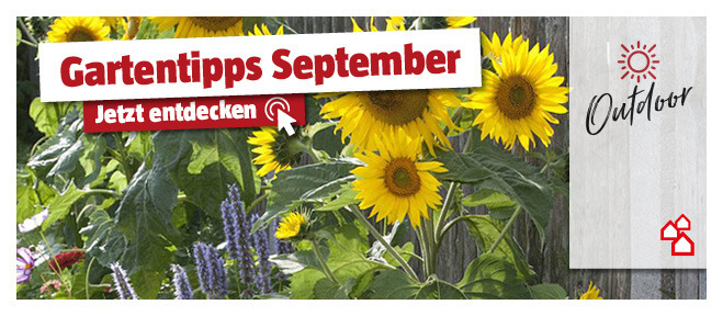 Gartentipps September entdecken