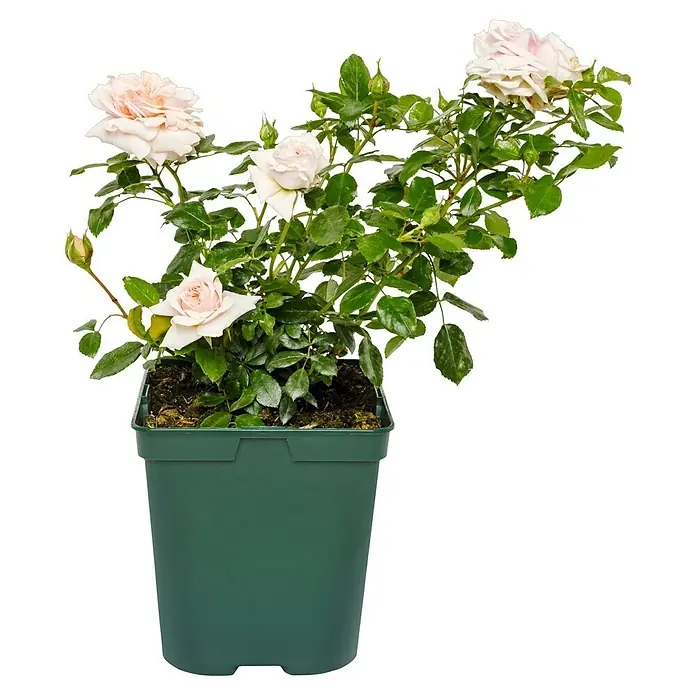 Beetrose - Rosa 'Garden of Roses' ® ADR, Creme-Pastellrosa - Eine Rose im Topf mit zarten rosa Blüten und grünen Blättern, ideal für Garten oder Balkon, die eine natürliche Note verleihen.