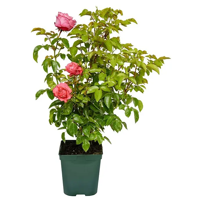 Edelrose - Rosa 'Cherry Lady' ®, Rot - Topfrose mit üppigen, grünen Blättern und drei leuchtend pinkfarbenen Rosenblüten, die auf einem schwarzen Hintergrund stehen.