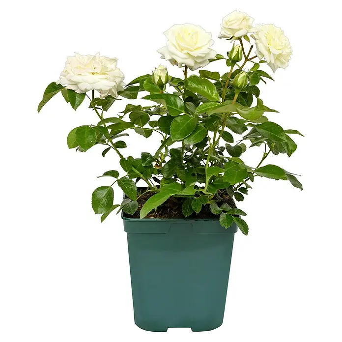 Beetrose - Rosa 'Alabaster' ®, Weiß - Topfrose mit weißen Blüten und grünen Blättern, ideal für den Garten oder Balkon. Die Rose ist in einem dunkelgrünen Topf gepflanzt.