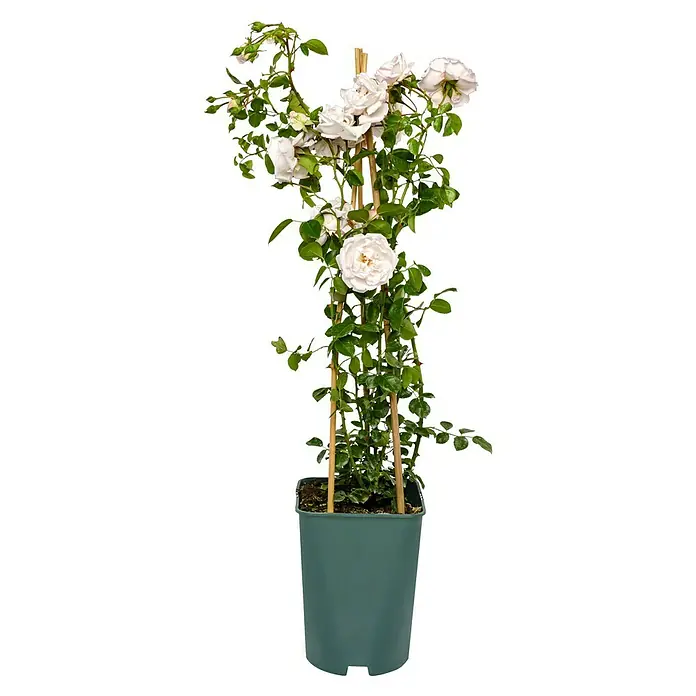 Kletterrose - Rosa 'New Dawn', Zart Weißrosa - Die Pflanze präsentiert zarte, weiße Rosen, die an Rankhilfen emporwachsen, in einem schlichten, grünen Topf für eine elegante Note.