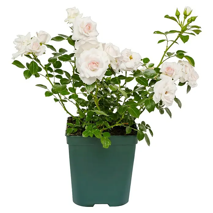 Bodendeckerrose - Rosa 'Aspirin-Rose' -R-, Weiß bis leicht rosa - Eine Topfpflanze mit eleganten weißen Rosen, die jeden Raum verschönern. Ideal für Gartenliebhaber und als stilvolles Geschenk.