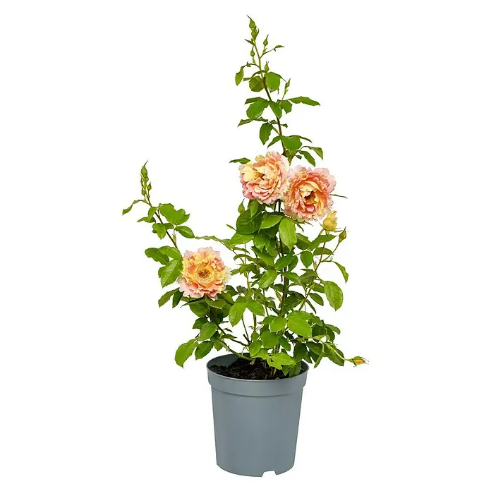 Edelrose - Rosa 'Rose des Cisterciens', Rosa/Cremegelb - Die charmante Kletterrose im Topf, mit ihren zarten Blüten in Rosa und Gelb, ist eine Zierde für jeden Garten oder Balkon.