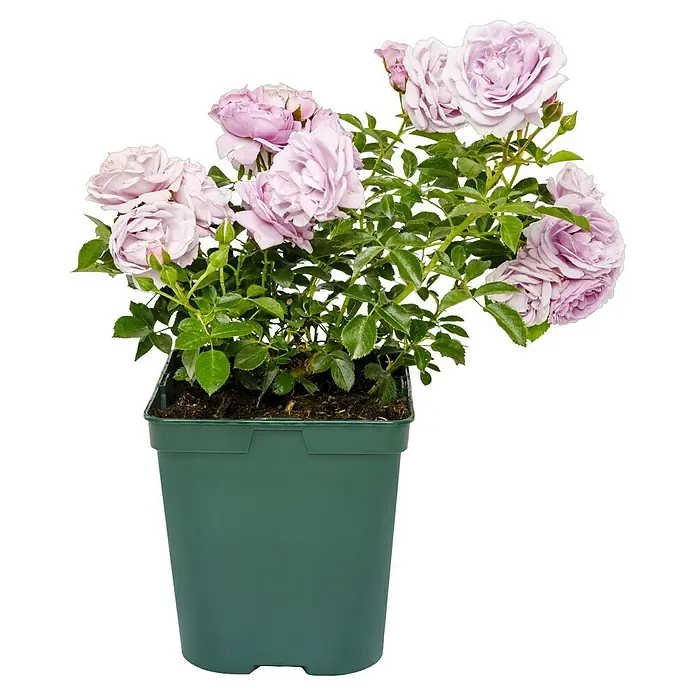 Beetrose - Rosa 'Nautica' ® ADR, Fliederfarben - Diese Nahaufnahme zeigt eine Topfrose mit zarten, lavendelfarbenen Blüten und saftig grünen Blättern in einem passenden grünen Topf.