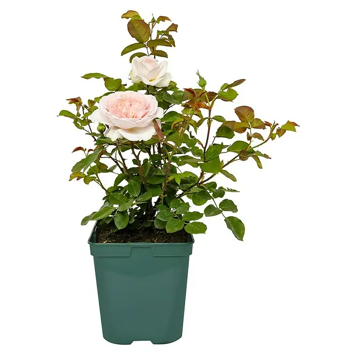 Beetrose - Rosa 'Märchenzauber' ® ADR, Rosa - Eine wunderschöne, zartrosa Rose in einem grünen Topf. Die Rose blüht üppig und hat grüne Blätter. Ideal für den Garten oder Balkon.