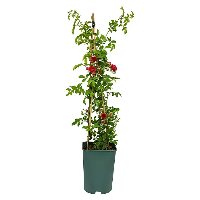 Kletterrose - Rosa 'Chevy Chase', Leuchtend Rot - Eine Kletterrose im Topf, die an einem Bambusstab befestigt ist und rote Blüten sowie grüne Blätter hat.