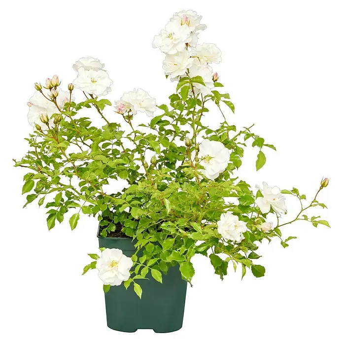 Bodendeckerrose - Rosa 'Diamant' -R- ADR, Topfvolumen: 4,5 l, Reinweiß - Üppiger Strauch mit weißen Rosenblüten in einem grünen Topf. Die weißen Rosen erstrahlen inmitten des grünen Blätterwerks.