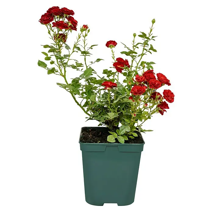 Minirose - Rosa 'Mandy' ®, Rot - Rote Rosen in einem grünen Topf. Diese blühende Pflanze ist eine attraktive Ergänzung für jeden Garten und ein schönes Geschenk.