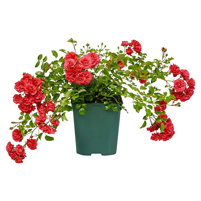 Bodendeckerrose - Rosa 'Gärtnerfreude' -R-, Topfvolumen: 4,5 l, Himbeerrot - Üppige, rote Kletterrose im grünen Topf. Die Kletterrose ist eine Zierde für jeden Garten und Balkon.