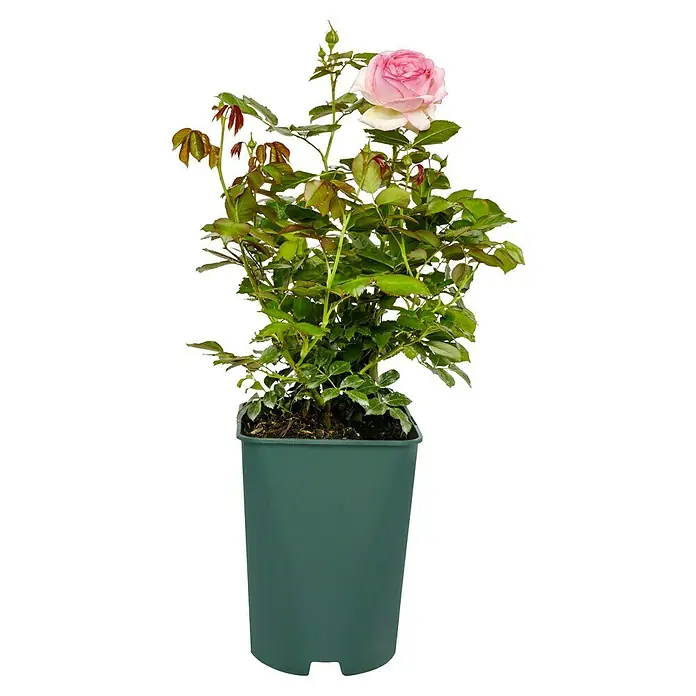 Kletterrose - Rosa 'Eden Rose '85' -R-, Kräftig Rosa - Nahaufnahme einer zarten, rosa Rose in einem grünen Topf, die natürliche Schönheit und Ruhe ausstrahlt. Ein botanisches Highlight.