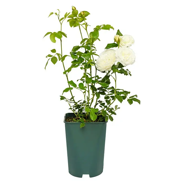 Strauchrose - Rosa 'Claire Austin' -R-, Topfvolumen: 5,5 l, Weiß - Eine Topfpflanze mit üppigen weißen Rosenblüten und grünen Blättern vor einem schwarzen Hintergrund.