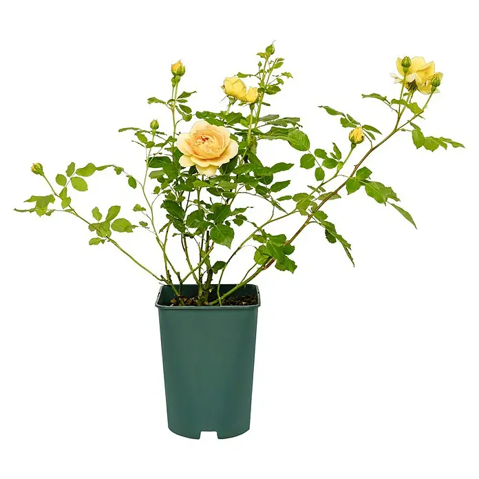 Strauchrose - Rosa 'Golden Celebration' -R-, Topfvolumen: 5,5 l, Goldgelb - Gelbe Rose im Topf. Die Rose hat viele Blüten und Knospen. Der Topf ist grün.