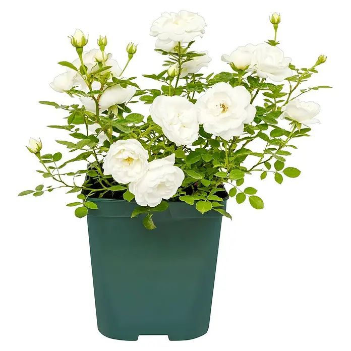 Minirose - Rosa 'White Babyflor', Weiß - Strahlend weiße Rosen in einem grünen Topf. Die Blütenpracht dieser Rosen ist ein echter Hingucker für jeden Garten und Balkon.