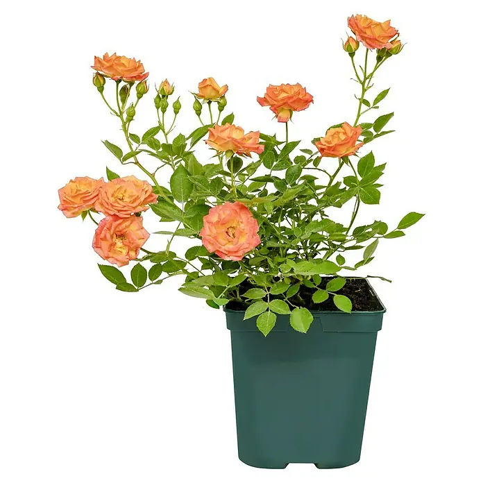Minirose -  - Eine Topfrose mit lachsfarbenen Blüten und grünen Blättern in einem dunklen Topf, ideal für Garten und Balkon.