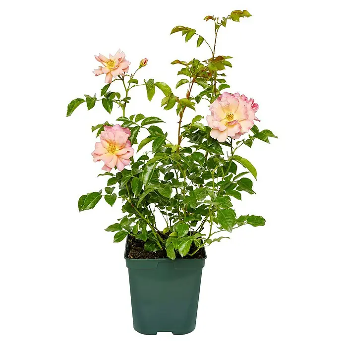 Beetrose - Rosa 'Aprikola' ®, Apricot - Nahaufnahme einer blühenden Rose im Topf mit zarten rosa Blütenblättern und üppigem grünen Laub, ideal für Gartenliebhaber.