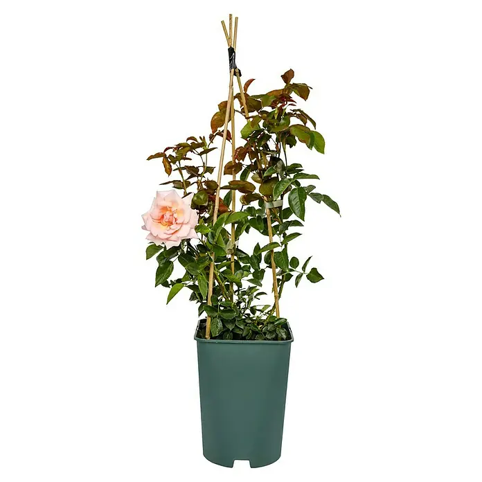Kletterrose - Rosa 'Compassion' -R-, Hell Lachsrosa - Eine blassrosa Kletterrose in einem grünen Topf, die an einem Bambusstab befestigt ist, mit dunkelgrünen Blättern.
