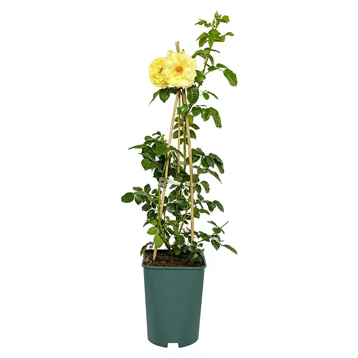 Strauchrose - Rosa 'Lichtkönigin Lucia' -R-, Topfvolumen: 5,5 l, Zitronengelb - Gelbe Kletterrose im Topf mit Stützstruktur, ideal für Balkon oder Terrasse. Die Rose ist eine Augenweide.
