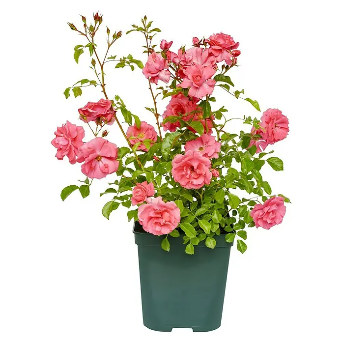 Beetrose - Rosa 'Bad Birnbach' ® ADR, Lachsrosa - Topfrose mit zahlreichen rosa Blüten und grünen Blättern, die in einem grünen Topf gepflanzt ist. Ideal für Garten und Terrasse.