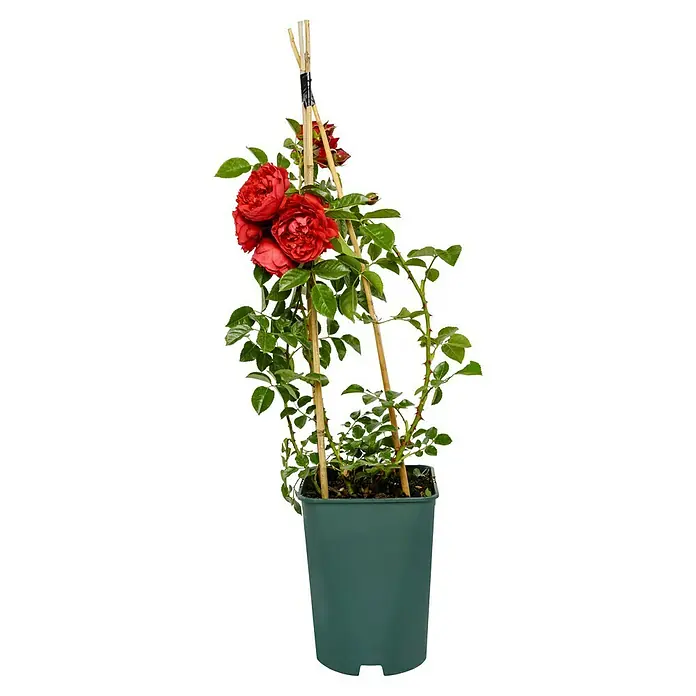 Kletterrose - Rosa 'Florentina' -R- ADR, Rot - Eine Kletterrose im Topf mit roten Blüten, die an einem Bambusgerüst befestigt ist. Ideal für Garten, Balkon oder Terrasse.