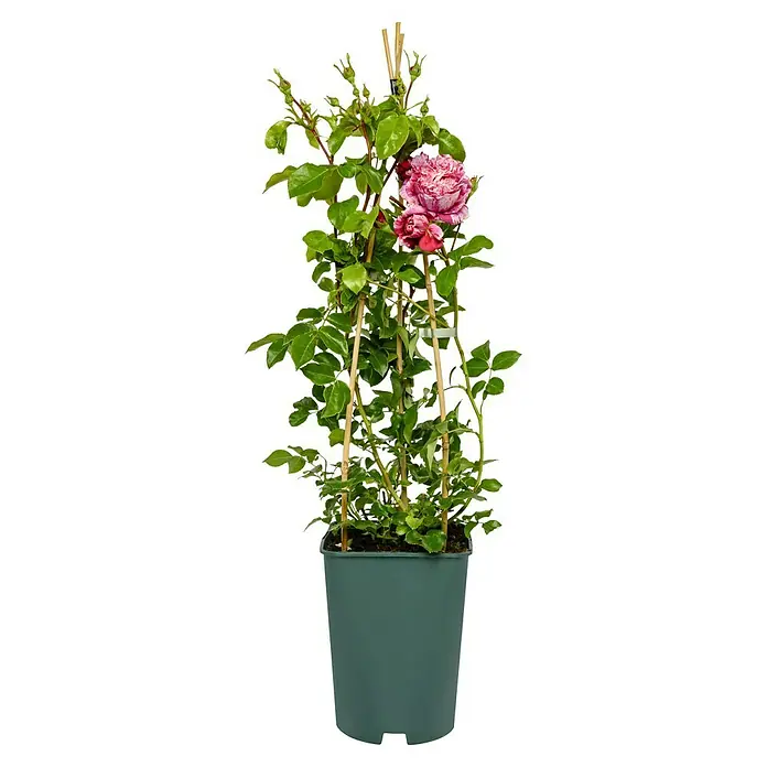 Kletterrose - Rosa 'Colibri' -R- Farbfestival -R-, Rot/Weiß - Eine Kletterrose im Topf mit einem Rankgitter. Die Rose hat rot-weiß gestreifte Blüten und grüne Blätter.