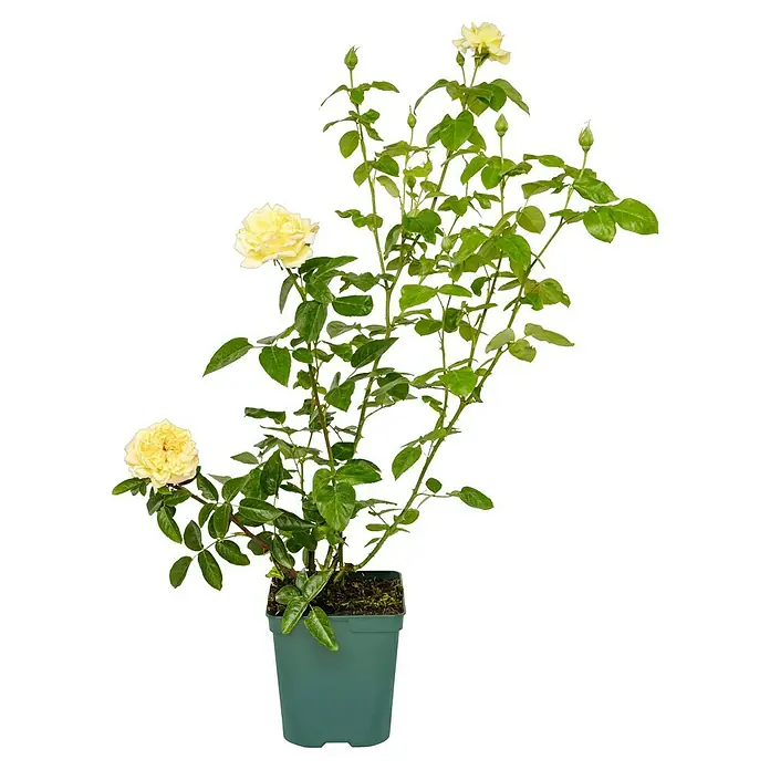 Edelrose - Rosa 'Gloria Dei, Peace', Gelb/Rosa - Eine Topfrose mit zarten gelben Blüten und üppigem grünen Laub, ideal für jeden Garten oder Balkon.