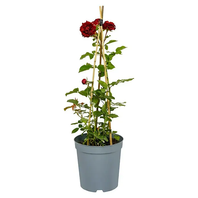 Beetrose - Rosa 'Heinz Winkler' ®, Dunkelrot - Ein rosenbusch im Topf mit roten Rosenblüten, an einem Holzgestell befestigt. Ideale Dekoration für Garten, Terrasse oder Balkon.