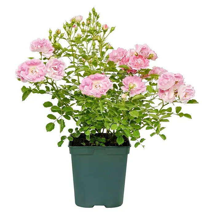 Minirose - Rosa 'Flirt 2011' ® ADR, Hellrosa - Rosa-Zwergstrauch im Topf, die Blüten sind hellrosa und der Topf ist aus grünem Kunststoff. Eine reizende Ergänzung für jeden Garten oder Balkon.