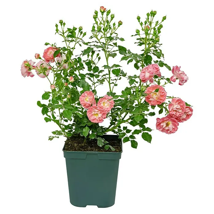 Minirose - Rosa 'Charmant' ®, Rosa - Eine Topfpflanze mit zartrosa Rosenblüten, die eine charmante Ergänzung für jeden Garten oder Innenraum darstellt.