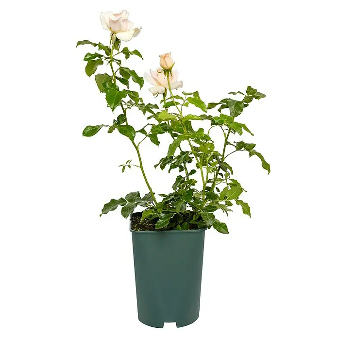 Edelrose - Rosa 'Chandos Beauty' ®, Cremeapricot - Die elegante Rose im Topf mit zarten Blüten ist eine wunderschöne Dekoration für jeden Raum und bringt einen Hauch von Natur ins Haus.