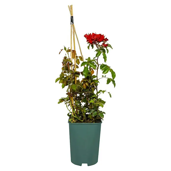 Strauchrose - Rosa 'Roter Korsar' -R-, Topfvolumen: 5,5 l, Dunkelrot - Topfrose mit roten Blüten und grünen Blättern, die an einem Bambusstab befestigt sind. Die Rose steht in einem grünen Topf auf schwarzem Hintergrund.