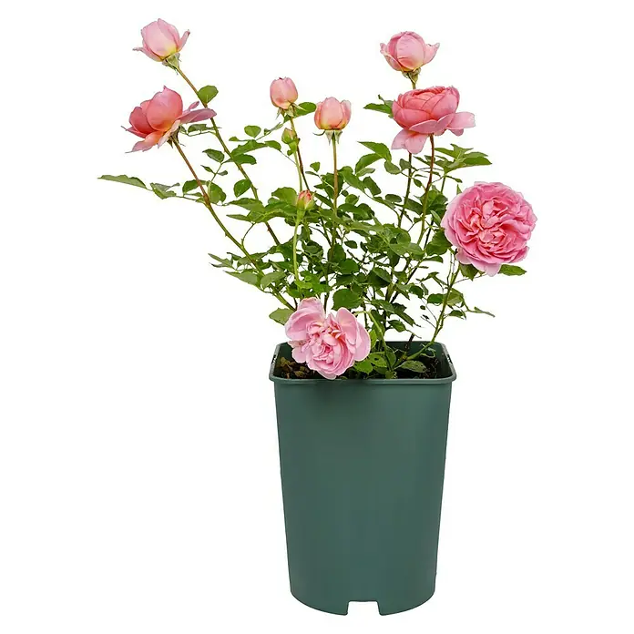 Strauchrose - Rosa 'Boscobel', Topfvolumen: 5,5 l, Rosa - Rosa Strauch im Topf. Die Rose hat rosa Blüten und grüne Blätter.