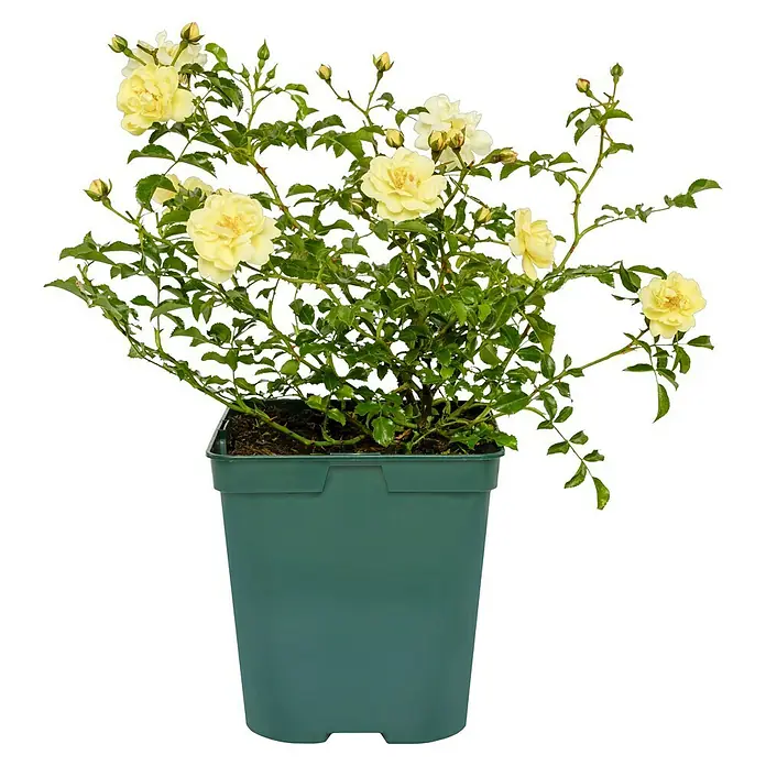 Bodendeckerrose - Rosa 'Sunny Rose' -R-, Topfvolumen: 4,5 l, Zartgelb - Attraktive gelbe Rose im Topf, perfekt für Garten und Terrasse. Die Rose bringt Farbe und Duft in jeden Außenbereich.