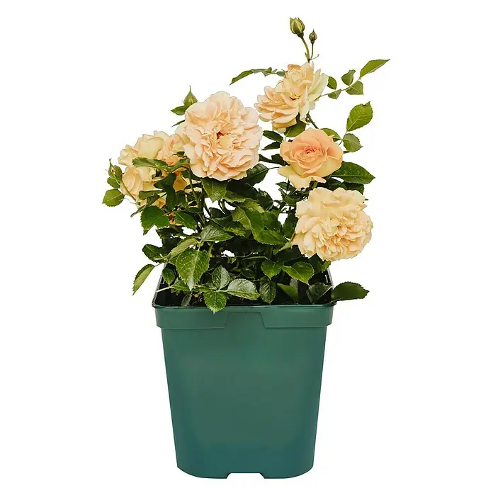 Beetrose - Rosa 'Goldelse' ®, Dunkelorange - Strahlende Aprikosenfarbene Rosen blühen üppig in einem grünen Topf, ideal für Garten und Balkon.