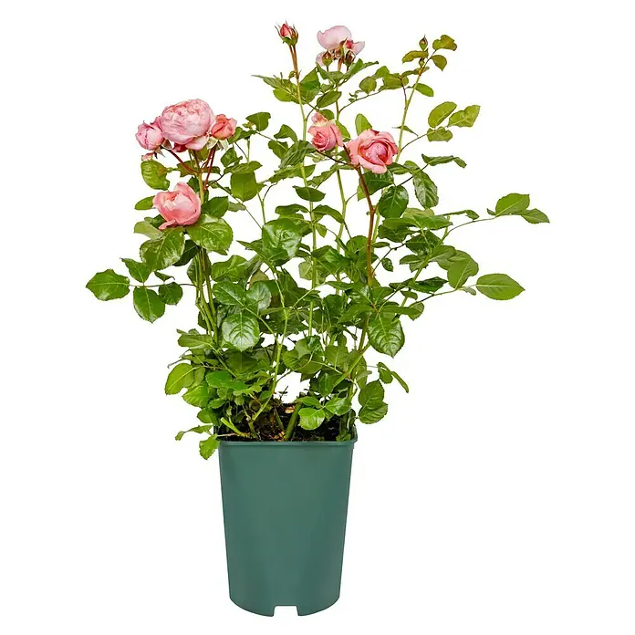 Strauchrose - Rosa 'Kölner Flora' -R-, Topfvolumen: 5,5 l, Rosa - Eine Topfrose mit zarten, rosa Blüten und saftig grünen Blättern. Die Rose steht in einem dunkelgrünen Topf und strahlt natürliche Schönheit aus.