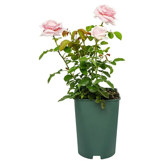 Edelrose - Rosa 'Frederic Mistral' ®, Hellrosa - Diese Nahaufnahme zeigt eine Topfpflanze mit zarten, hellrosa Rosenblüten und sattgrünen Blättern. Die Pflanze strahlt Schönheit aus.